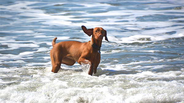 Dog enjoying the ocean
