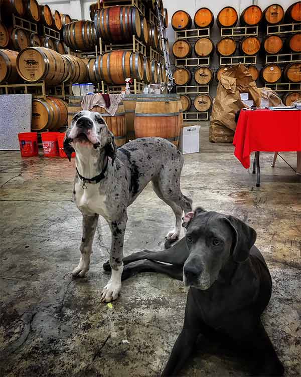 Wood Family Winery dogs