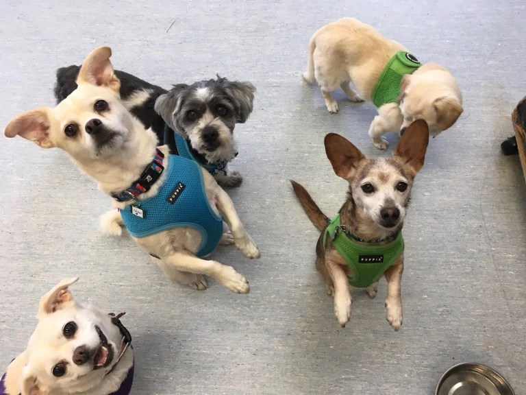 Wonder Dog Rescue