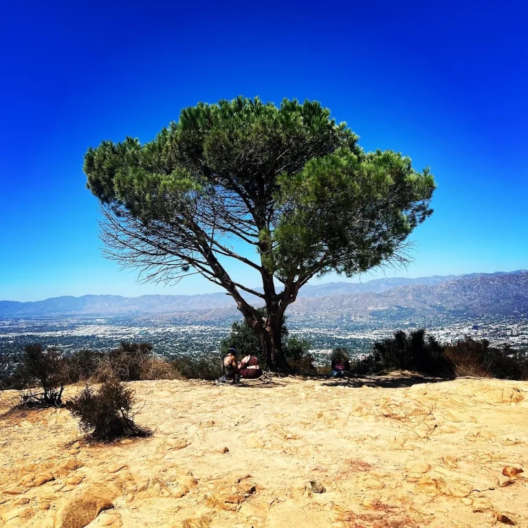 Wonder View Trail, a dog-friendly hiking trail in Los Angeles, California