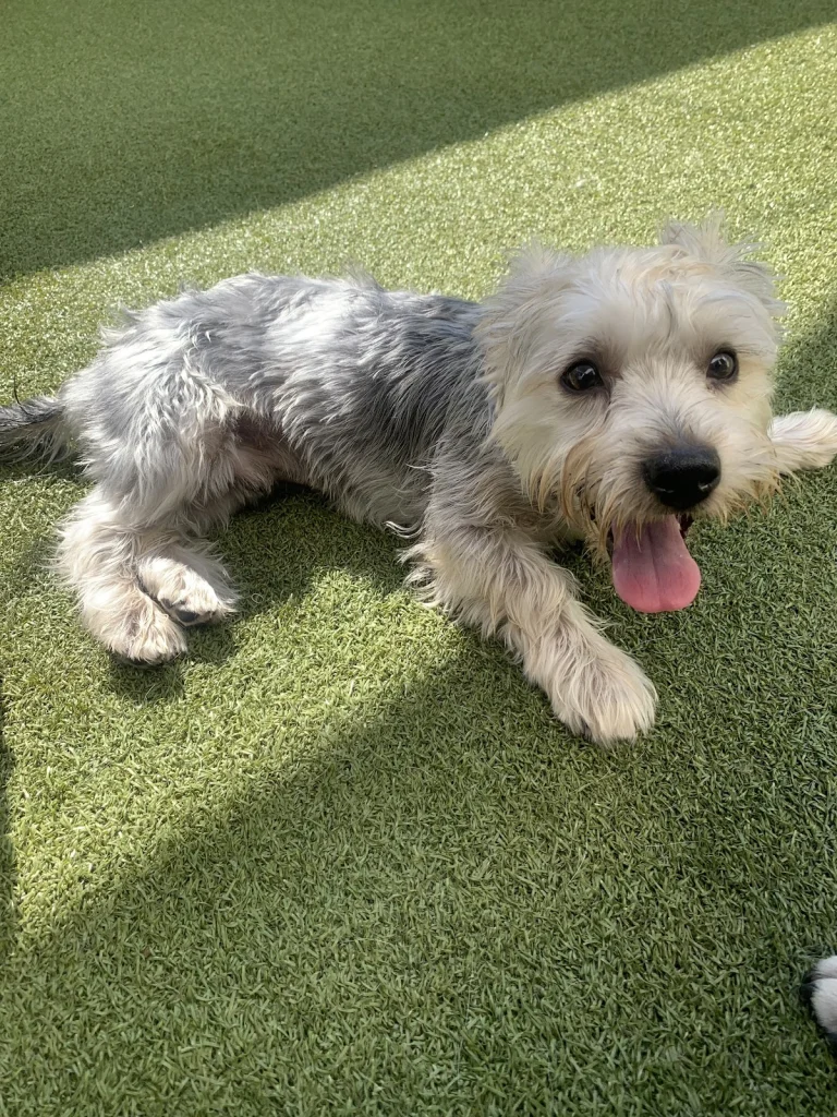Woof Boarding and Daycare, a dog-friendly pet boarding facility in San Ramon, California