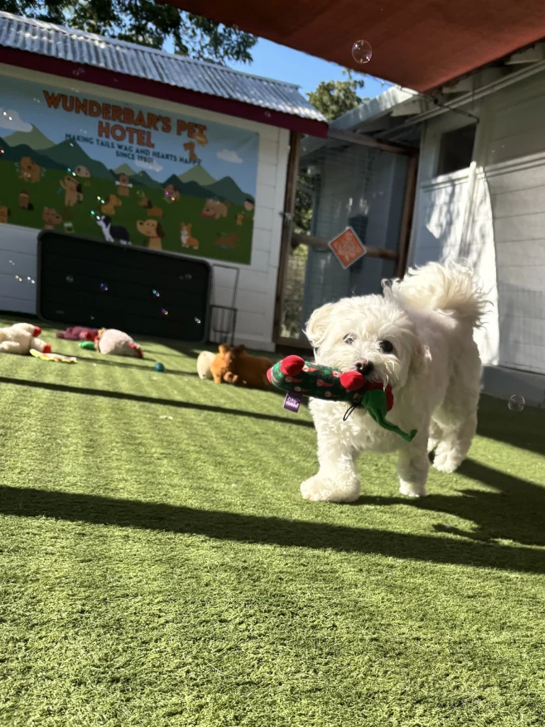 Wunderbar's Pet Hotel, a dog-friendly pet boarding facility in Walnut Creek, California