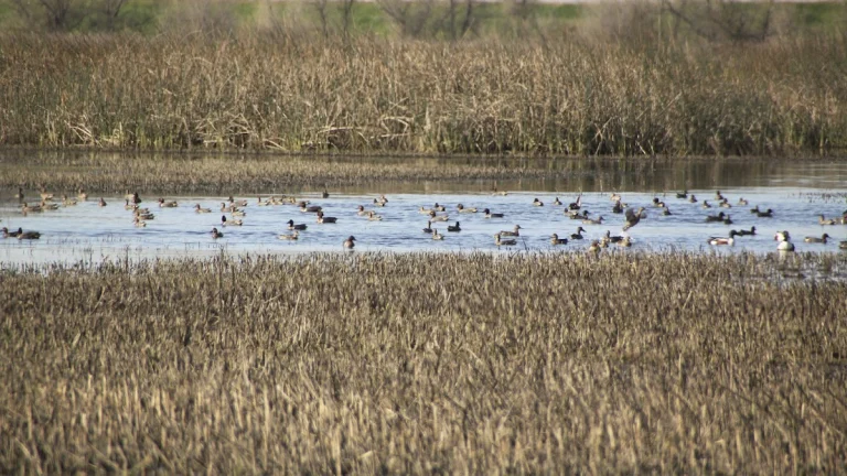 Yolo Bypass Wildlife Area