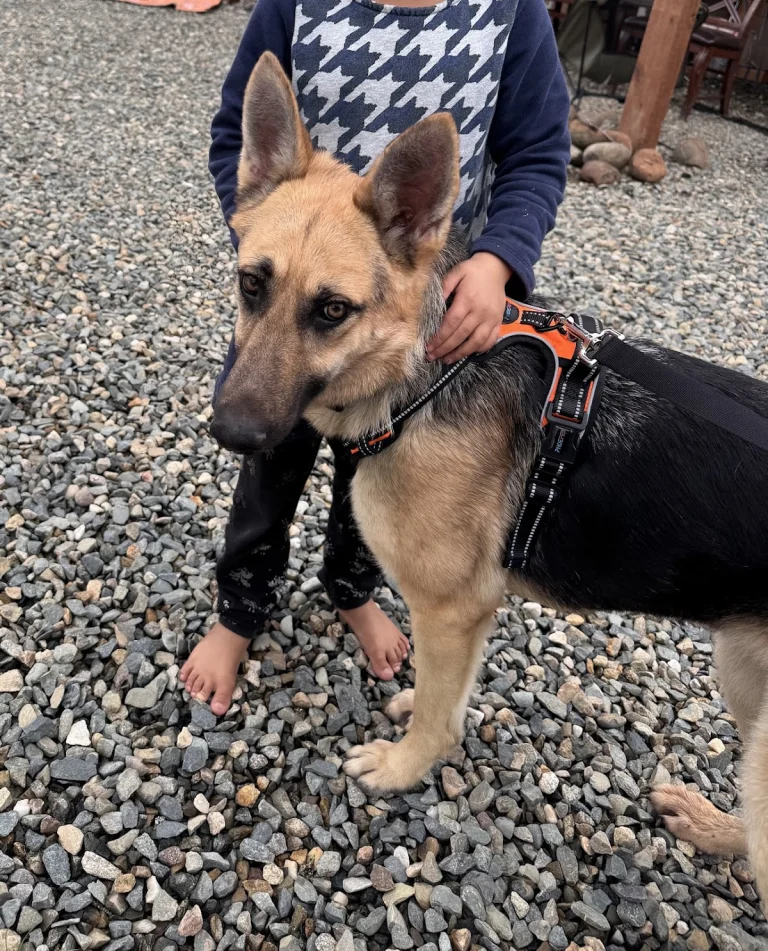 Yolo County SPCA - Lost Dogs, Davis
