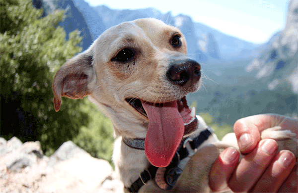Dog at Yosemite