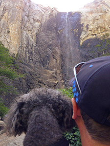 Dog looking at falls in Yosemite