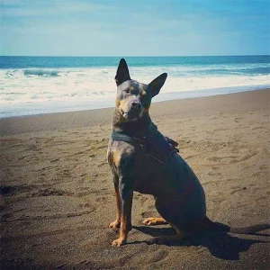 Kehoe Beach, a dog-friendly beach in Inverness, California