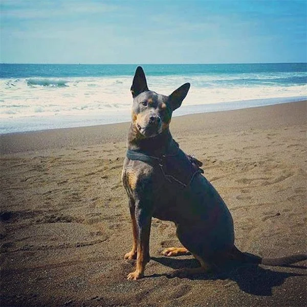 Kehoe Beach, a dog-friendly beach in Inverness, California