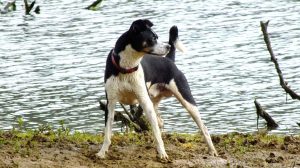 A striking black and white hound playfully stands by the lapping waters at the edge of Garin Regional Park, casting a glance back over its shoulder with inviting eyes. - Dogtrekker