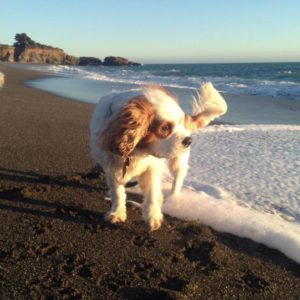 A vibrant dog park bathed in sunlight features abundant greenery with mature trees, offering ample shade for leisurely outdoor activities. In the distance is a well-equipped playground that presents an additional activity area. An inviting picnic table spreads out nearby, ideal for enjoying meals al fresco or taking relaxing breaks from play. A neatly-placed trash bin aids in maintaining the park's cleanliness for everyone's enjoyment. Dominating the scene is a generously wide dirt path gracefully curving through the expanse of grass, promising exploratory walks and lively fetch games.