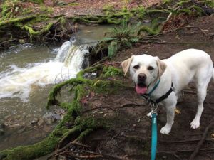 A cheerful Labrador Retriever, eager with anticipation, stands tethered by a leash at the start of Uvas Canyon's captivating waterfall loop. The path beckons ahead with promises of enchanting sights and sounds for both you and your canine companion. - Dogtrekker