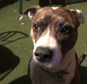 Brown and white dog closeup on grass