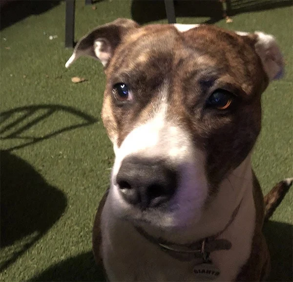 Hayward Animal Shelter, a dog-friendly animal rescue in Hayward, California
