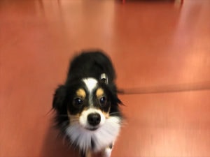 Cute dog on wood panel background
