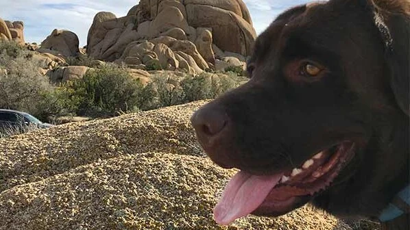 Anza Borrego Desert State Park, a dog-friendly park in Borrego Springs, California