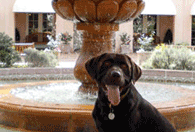Canine ambassador Zeus at Fairmont Mission Inn