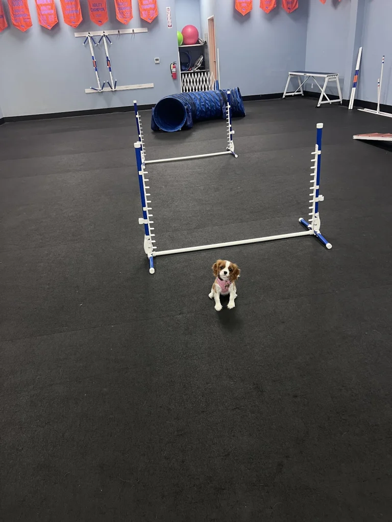 Zoom Room Dog Training, Huntington Beach