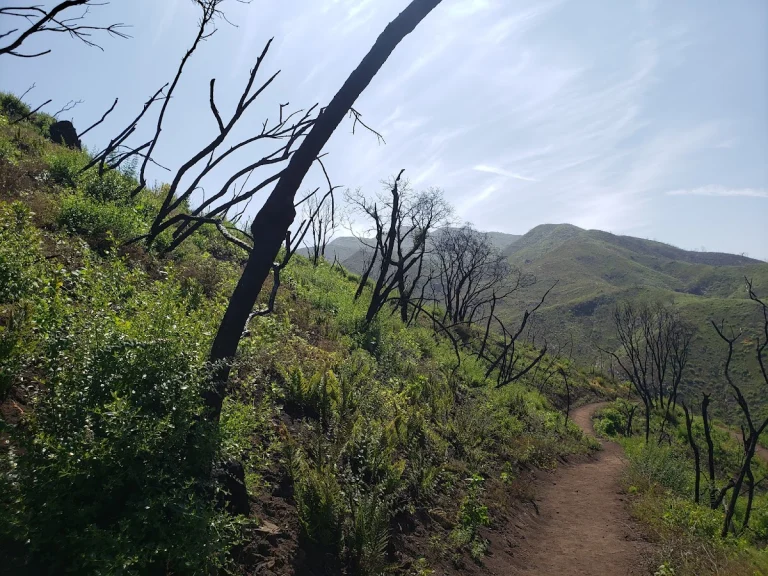 Zuma and Trancas Canyons, a dog-friendly park in Malibu, California
