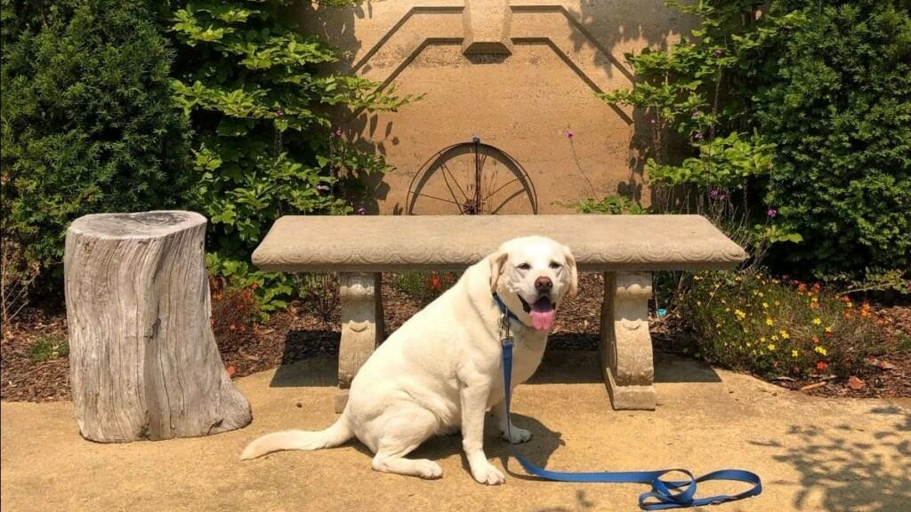 Dog at Noyo Harbor Inn