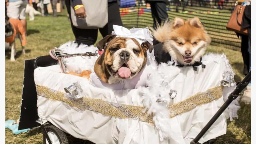 two dogs in costumes riding in wagon