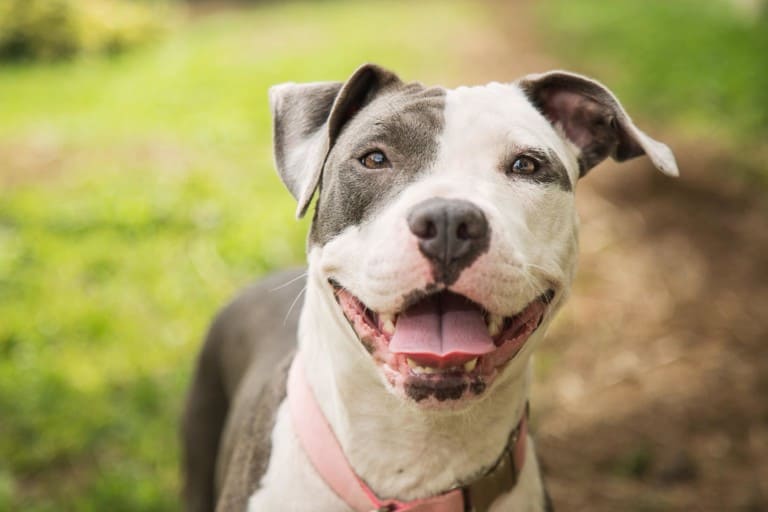 Happy Pittie dog