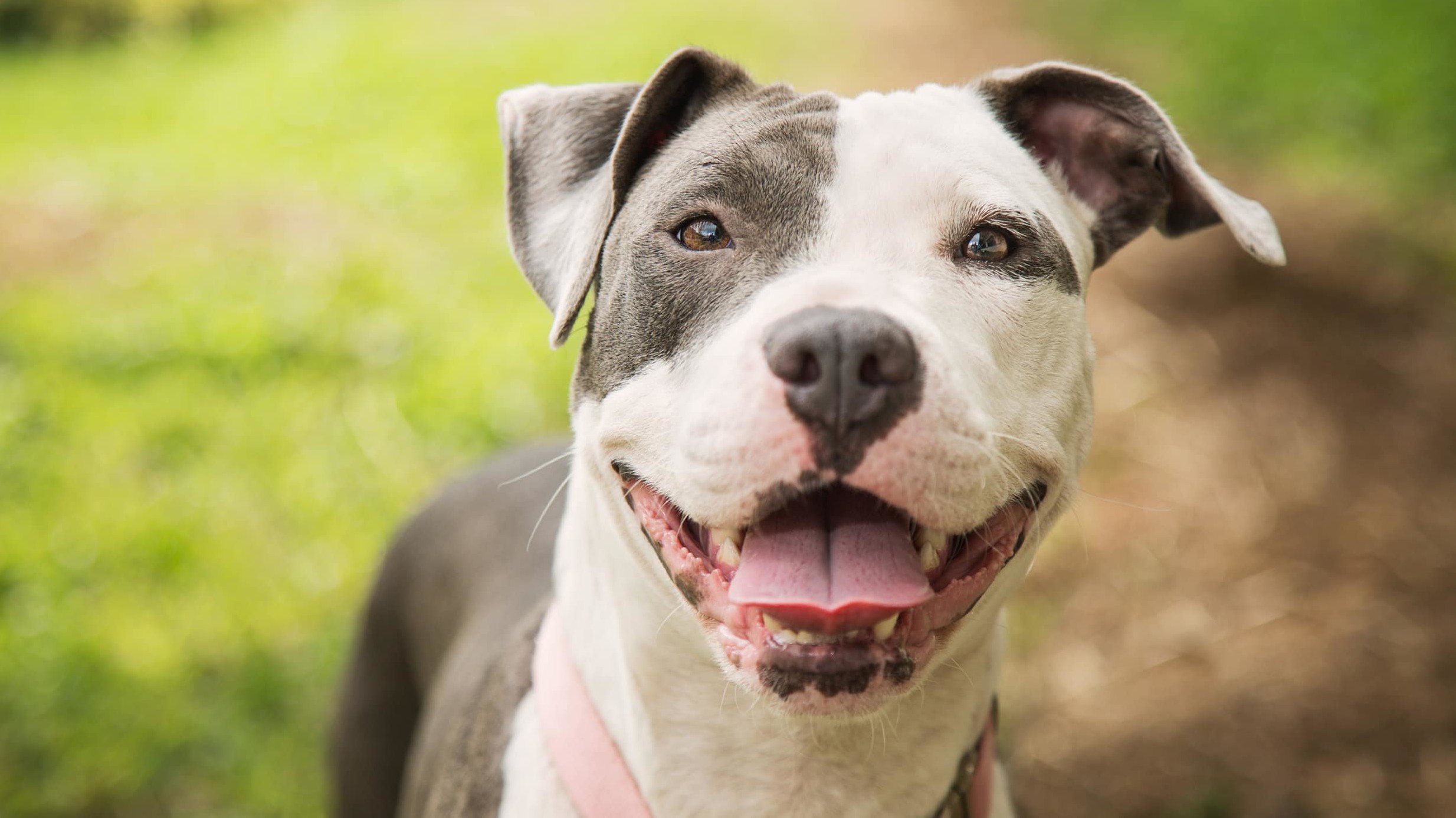 Petsmart natomas 2025