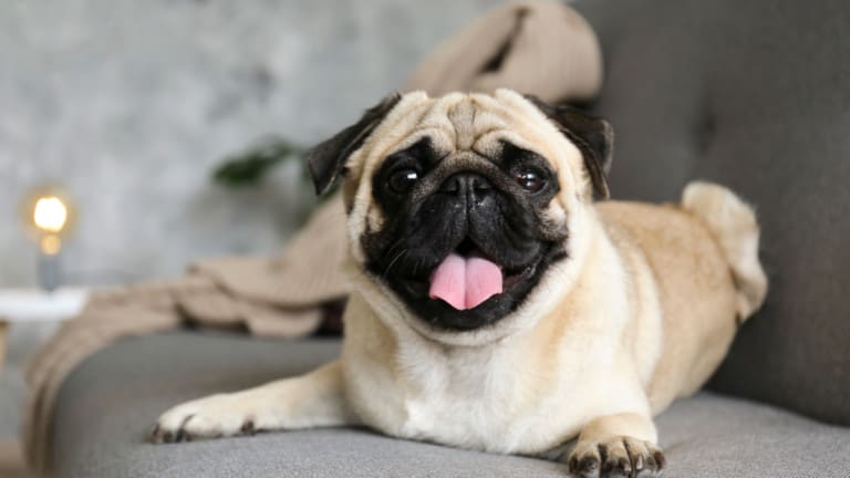 A vibrant dog park bathed in sunlight features abundant greenery with mature trees, offering ample shade for leisurely outdoor activities. In the distance is a well-equipped playground that presents an additional activity area. An inviting picnic table spreads out nearby, ideal for enjoying meals al fresco or taking relaxing breaks from play. A neatly-placed trash bin aids in maintaining the park's cleanliness for everyone's enjoyment. Dominating the scene is a generously wide dirt path gracefully curving through the expanse of grass, promising exploratory walks and lively fetch games.