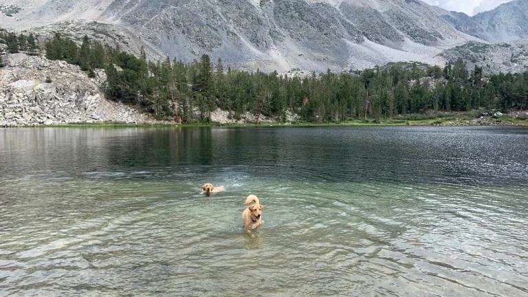Bailey & Maddie swimming in the Eastern Sierra.