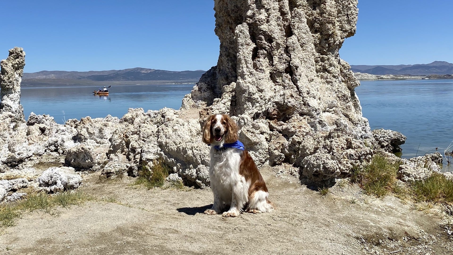 red and white spaniel sits in front of tufas and Mono Lake
