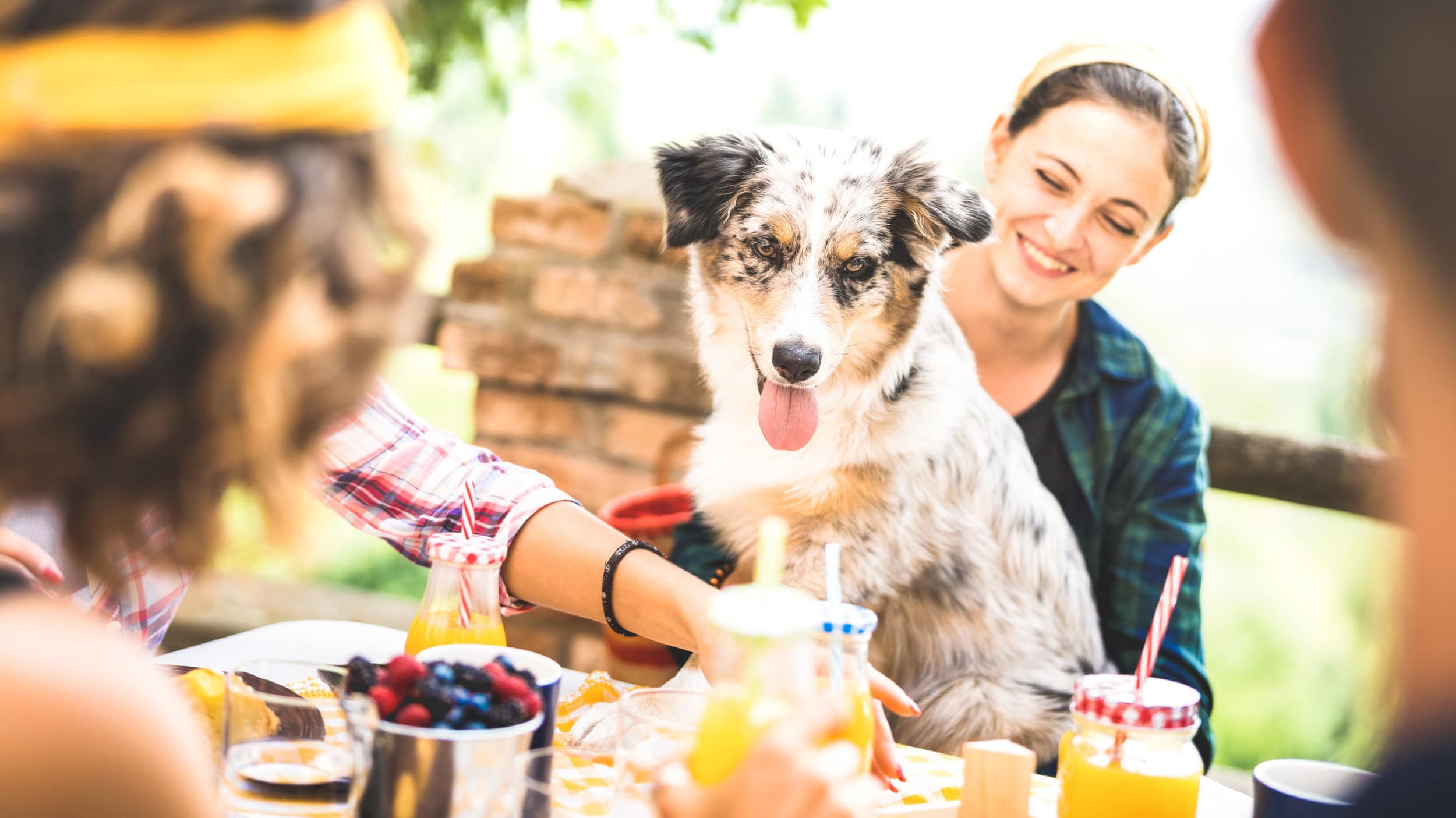 Soquel Creek Animal Hospital