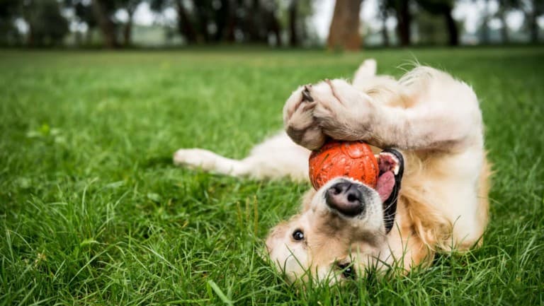 golden retriever dog playing with ball