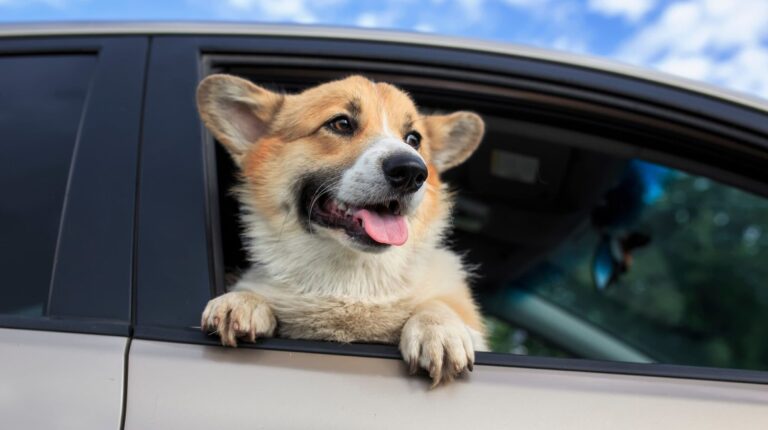 Dog in car with head out