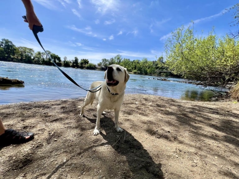 Maya at the Sacramento River near Redding. Photo by Dave Kendrick