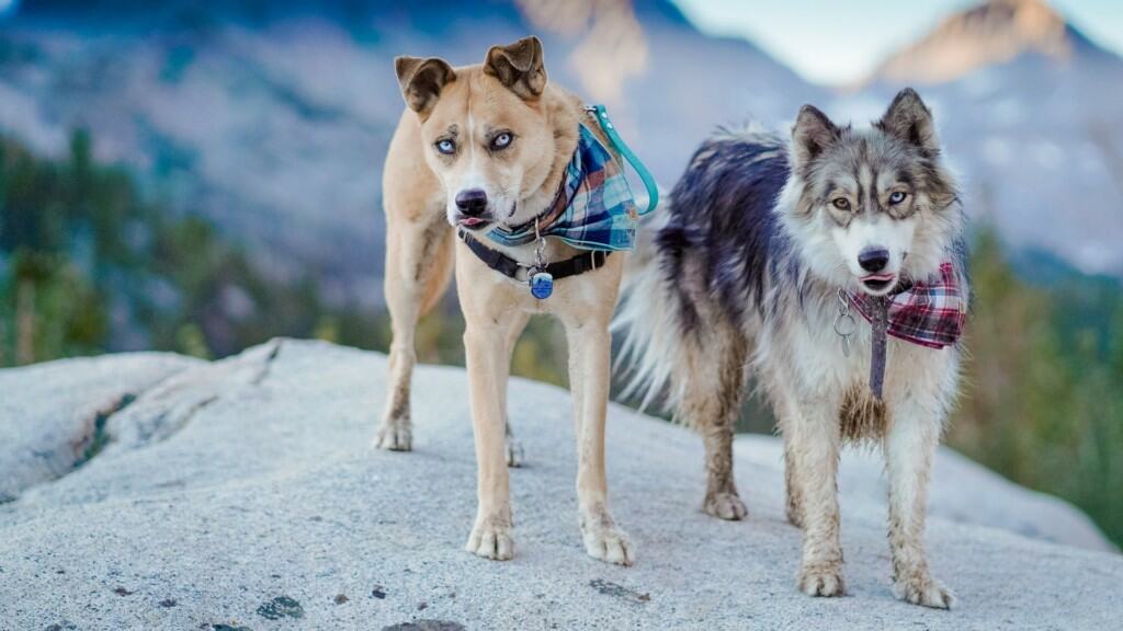 2 mixed breed dogs standing on granite boulder