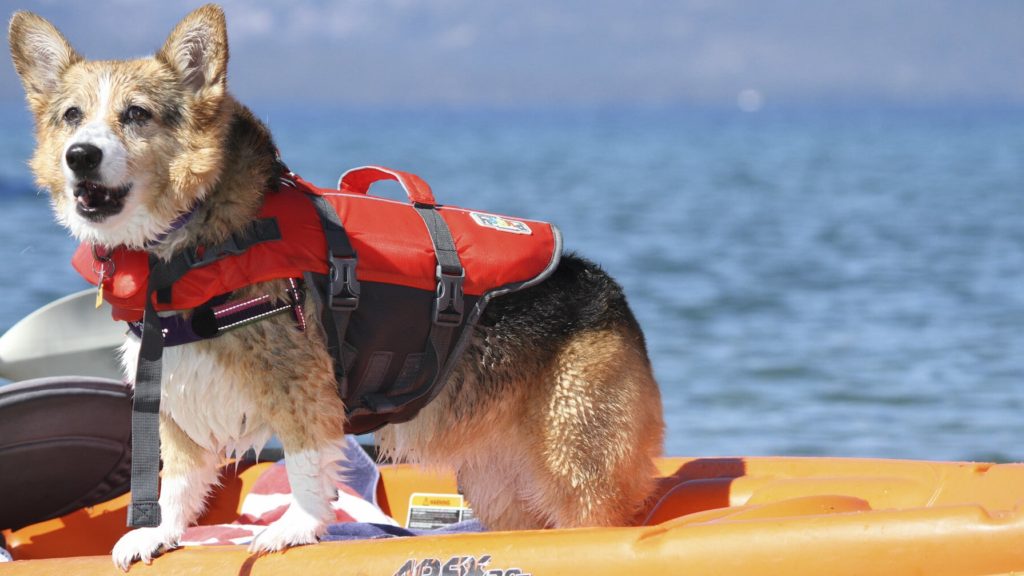 Dog on dock