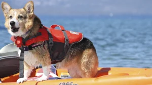 Wild Blue Dog Summer Camp