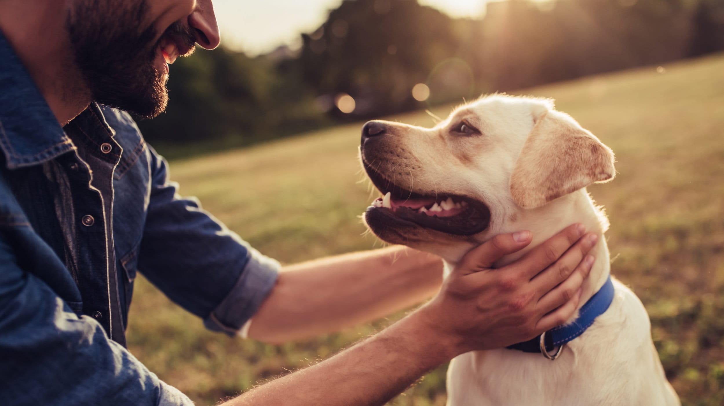 Friend dog. Тайсон собака. Человек с собакой. Хозяин собаки. Воспитание собаки.