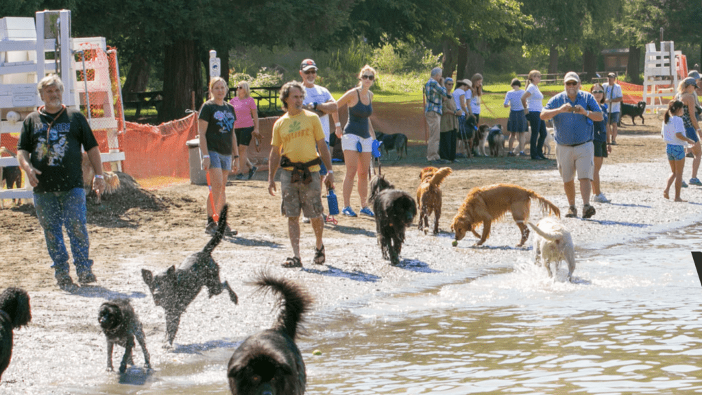 Water Barkk dogs playing in Spring Lake Lagoon