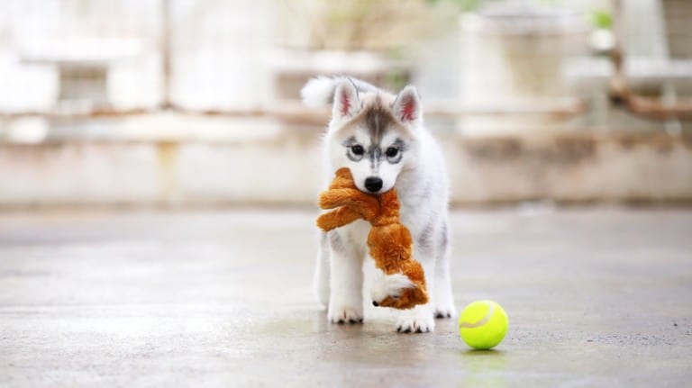 Siberian Husky puppy gray and white colors play \