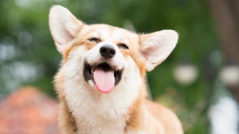 Corgi dog smiling