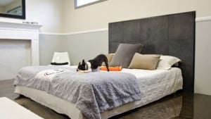 Wag Hotels -nHollywood downward dog