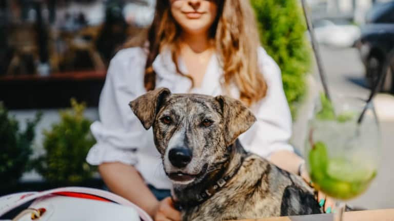 Dog with a woman on chair