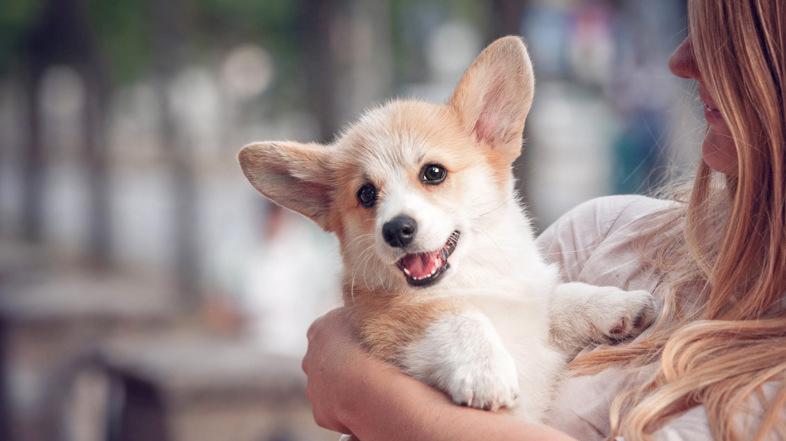 A Pet-Friendly Coronado Hotel