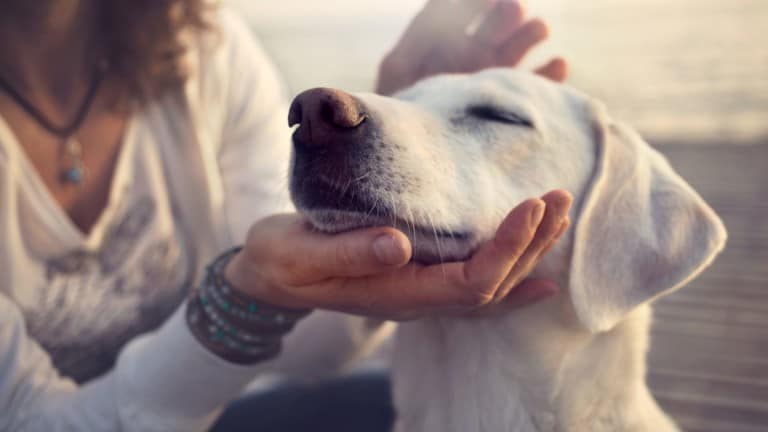 Woman petting her white dog