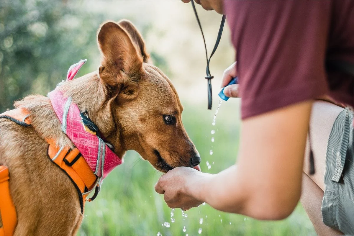 Dog-friendly travel scene in California