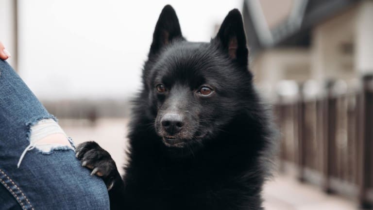 Close up portrait of Schipperke black dog