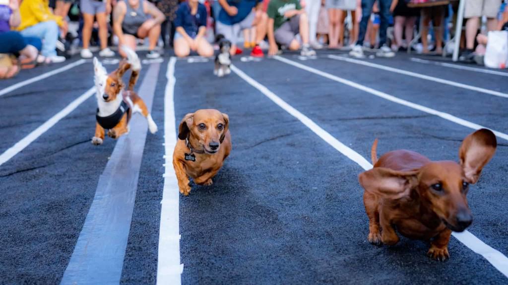weiner dog races