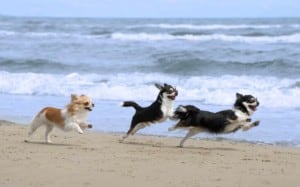 3 dogs running on beach