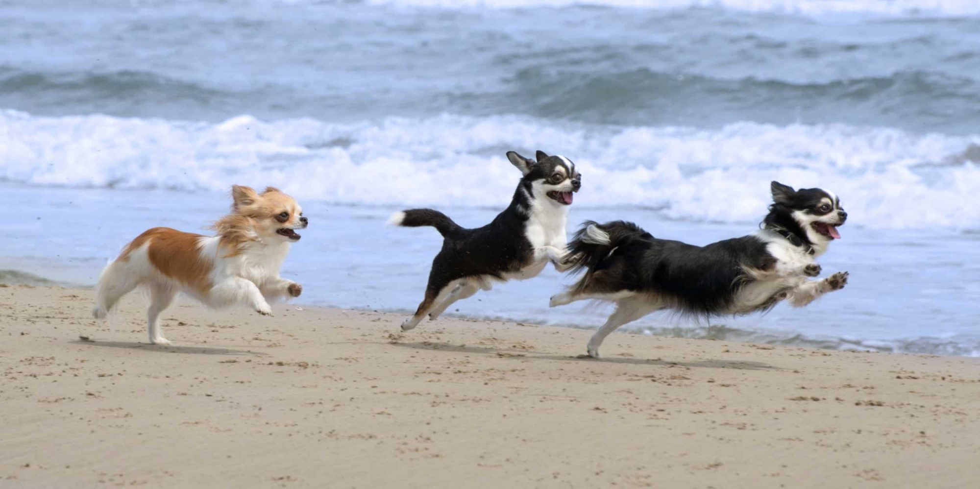 3 dogs running on beach