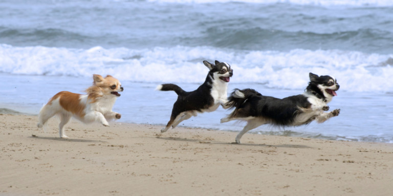 3 dogs running on beach